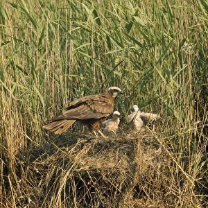 Marsh Harrier - adult at nest with young - Denmark