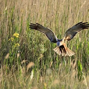Marsh Harrier - male landing in reeds, Texel, Holland
