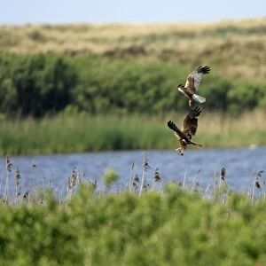 Marsh Harrier - Male passing food to female in flight - above nest - Texel -Holland