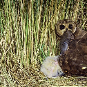 Marsh Owl - with prey in mouth - at nest - South Africa