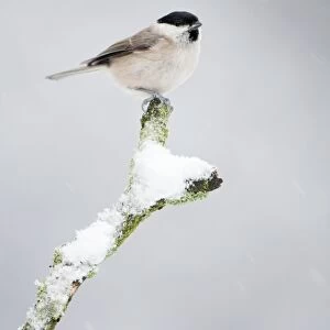 Marsh Tit - In snow storm - Cleveland - UK