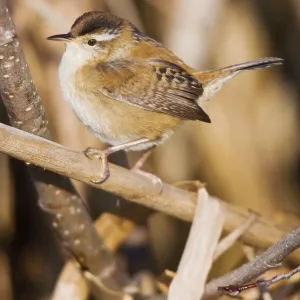 Marsh Wren - in CT marsh, May