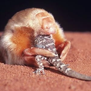 Marsupial Mole / Itjari-itjari / Blind Sand Burrower - eating Gecko Tanami Desert, Australia