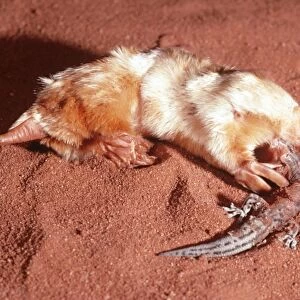 Marsupial Mole / Itjari-itjari / Blind Sand Burrower - eating Gecko Tanami Desert, Australia