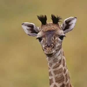 Masai Giraffe - young
