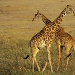 Masai Giraffe - Young males "necking" (dominance behavior). East Africa 3mb496