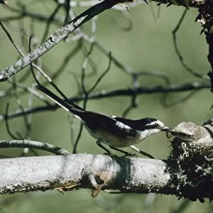 Masked Shrike - male and female