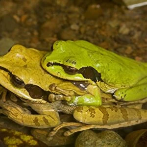 Masked Tree Frog / Treefrog - pair in amplexus - Tropical Rainforest - Costa Rica