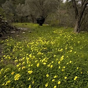Mass of Bermuda buttercup, (single and double forms) taking over cultivated terraces. Introduced from South Africa