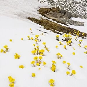 Mass of Coltsfoot - coming up through fresh snow, Swiss Alps