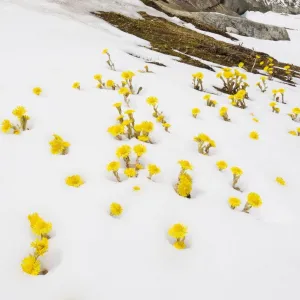 Mass of Coltsfoot - coming up through fresh snow, Swiss Alps