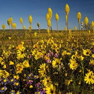 Mass of spring flowers, especially Bulbinella latifolia on Renosterveld (a shrubby vegetation type rich in bulbs), near Nieuwoudtville, Cape, South Africa