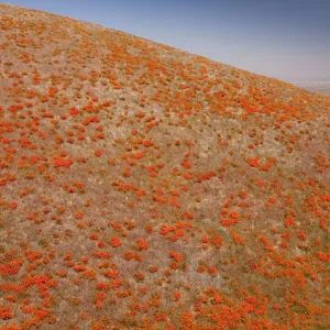 Masses of Californian Poppies in the Antelope Valley, south California Masses of Californian Poppies in the Antelope Valley, south California