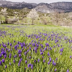 Masses of a grape hyacinth, Muscari neglectum = M. atlanticum in a cemetry near Ibradi. Taurus Mountains, south Turkey