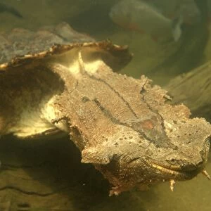 Mata Mata / Matamata Turtle - underwater. Venezuela
