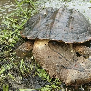 Mata Mata / Matamata Turtle. Venezuela