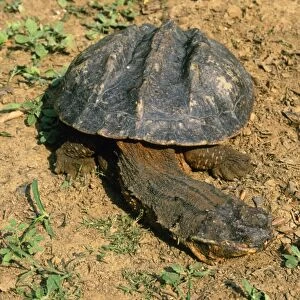Matamata Turtle Amazon Basin, South America