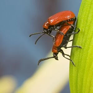 Mating Scarlet Lily Beetles. UK