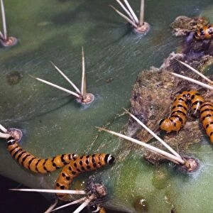 Mature Prickly Pear Moth larvae on cladode of prickly pear. Larvae bore into and feed on cactus pads, killing them. Introduced from South America to control prickly pear (Opuntia) infestations