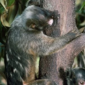 Maues Tassel Ear Marmoset - gouging tree trunk for gum in feeding tree - Amazonia, Brazil, South America
