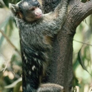 Maues Tassel Ear Marmoset - gouging tree trunk for gum in feeding tree - Amazonia, Brazil, South America