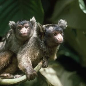 Maues Tassel-eared Marmoset - female carrying baby on back Amazonia Brazil