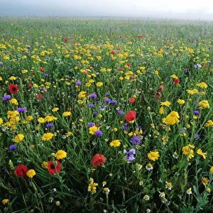 Meadow Flowers ROG 12425 Cornfield weeds (Corn Flowers, Poppies, Corn Marigolds etc. ) - Ringstead, Norfolk © Bob Gibbons / ARDEA LONDON