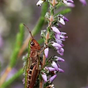Meadow Grasshopper - on heather