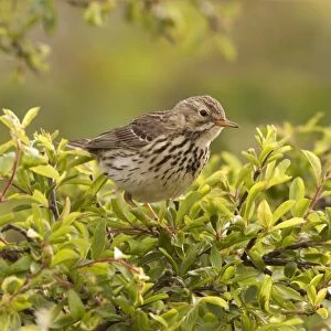 Meadow Pipit - perched on top of a bush looking for food - May - Shell Island - North Wales - UK