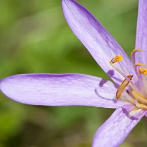 Meadow Saffron - close-up of individual flower in a meadow - Wiltshire - England - UK