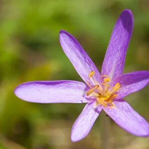 Meadow Saffron - close-up of individual flower in a meadow - Wiltshire - England - UK
