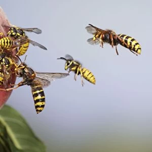 Median and Common Wasps (Vespula vulgaris) - on peach - Bedfordshire UK 007747