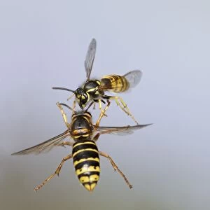 Median Wasp and Common Wasp (Vespula vulgaris) - fighting in flight - Bedfordshire UK 007947