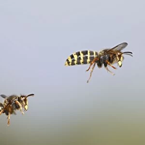 Median Wasp - two in flight - Bedfordshire UK 007941