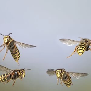 Median Wasp - group in flight - Bedfordshire UK 007945