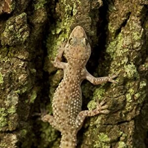 Mediterrranean Gecko - showing regenerated tail - Introduced to New Orleans in the 1940's on ships in the port - Native to Old World - lives around human habitation - Louisiana