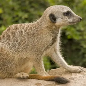 Meerkat - juvenile sitting down Meerkat - juvenile sitting down