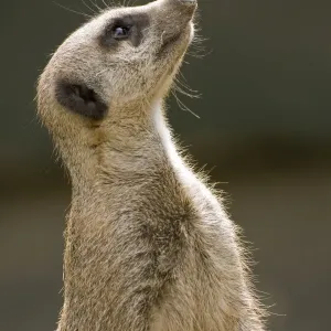 Meerkat - looking up Meerkat - looking up