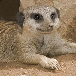 Meerkat - lying down with claws outstretched