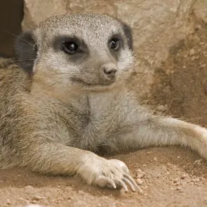 Meerkat - lying down with claws outstretched Meerkat - lying down with claws outstretched