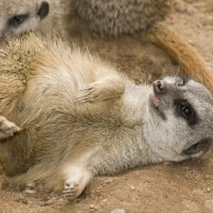 Meerkat - lying down on back with claws outstretched Meerkat - lying down on back with claws outstretched