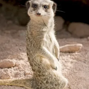 Meerkat / Suricarte Meerkat / Suricarte