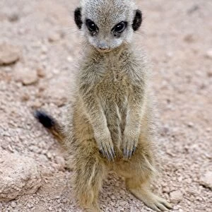 Meerkat / Suricarte - baby