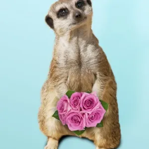 Meerkat / Suricate - holding a bunch of roses Digital Manipulation: flowers (Su) - background Meerkat / Suricate - holding a bunch of roses Digital Manipulation: flowers (Su) - background