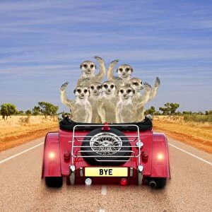 Meerkats - in car waving Digital Manipulation: Car JD - Meerkats TD