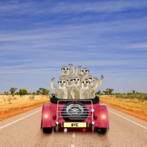Meerkats - in car waving Digital Manipulation: Car JD - Meerkats TD Meerkats - in car waving Digital Manipulation: Car JD - Meerkats TD