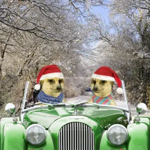 Meerkats - driving car through snow scene wearing Christmas hats Digital Manipulation: Background car scarves hats all JD - Meerkats TD Meerkats - driving car through snow scene wearing Christmas hats Digital Manipulation: Background car scarves hats all JD - Meerkats TD