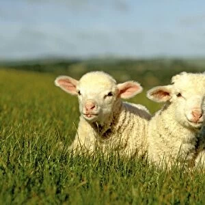 Merino lambs - lying down in grass Victoria, Australia JLR05139