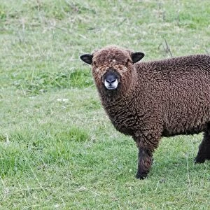 Merino Sheep - hybrid brown coloured lamb on field - Northumberland - England