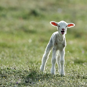 Merino Sheep - lamb, calling for its mother, Alentejo, Portugal